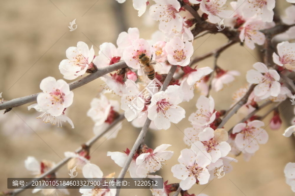 櫻花2