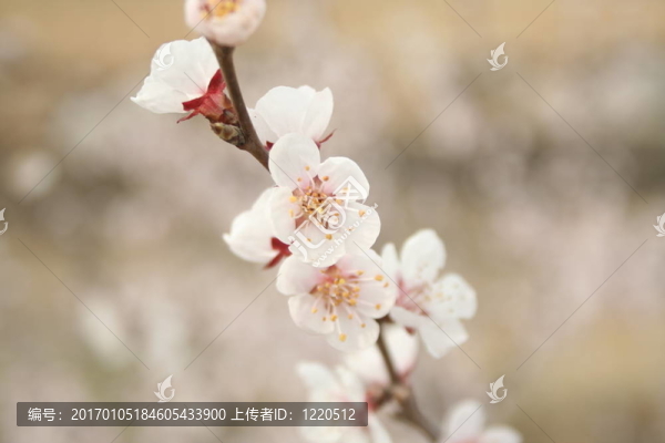 櫻花