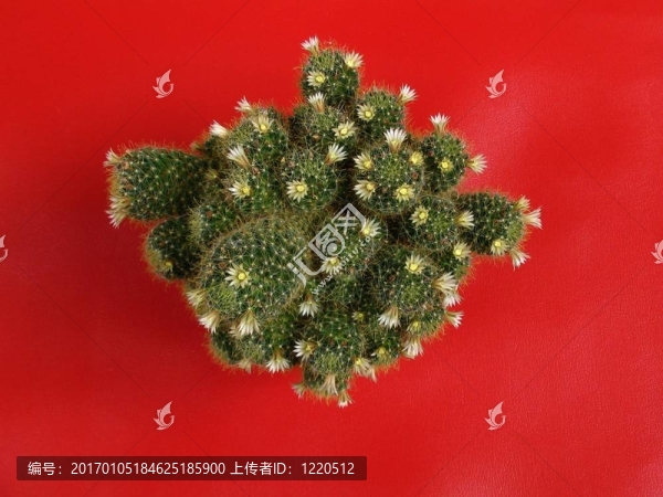 仙人掌科