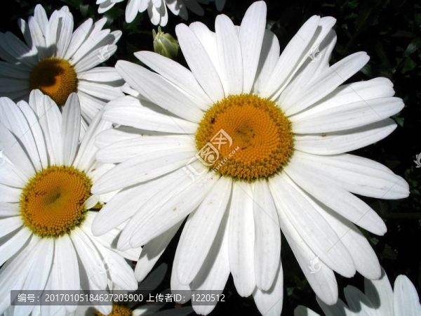 camomiles