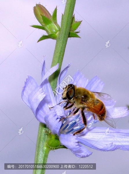 食蚜蠅