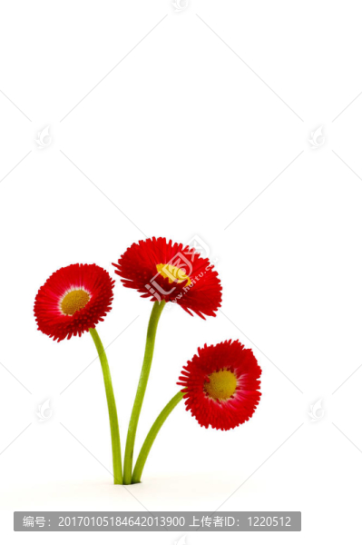 Flowers束