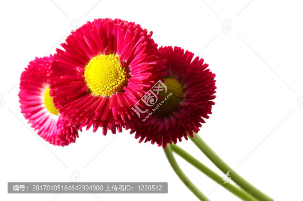 Flowers束-匯圖網(wǎng) www.fosd68.com Flowers束