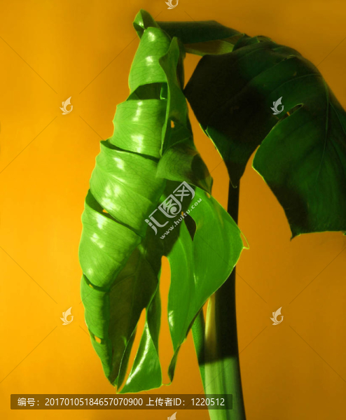 龜背竹