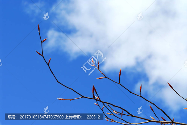 春天的花蕾