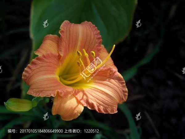 一天莉莉