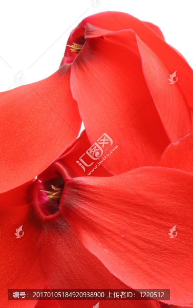 摘要紅的花瓣