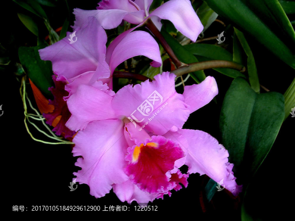 紫色蘭花2