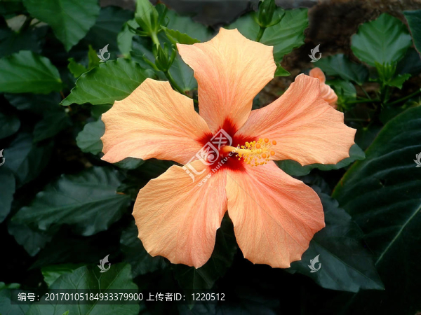 橙色的芙蓉2