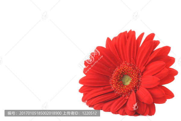紅太陽躺在