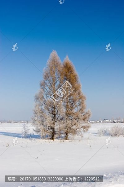 frosten落葉松；冬景