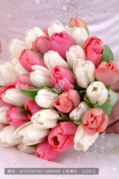 郁金香花束