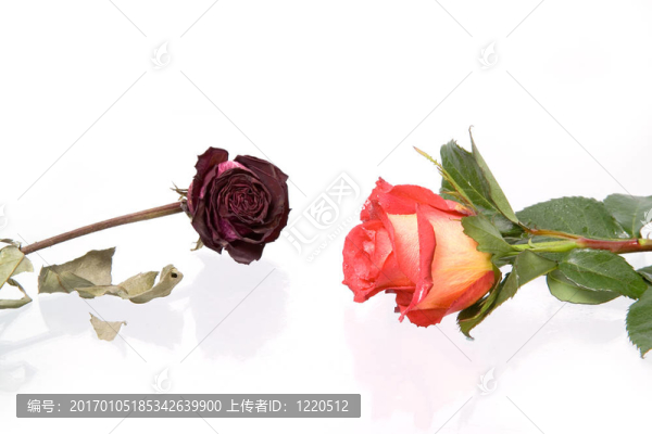 清新凋謝的玫瑰