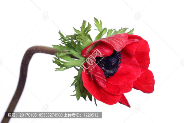 銀蓮花