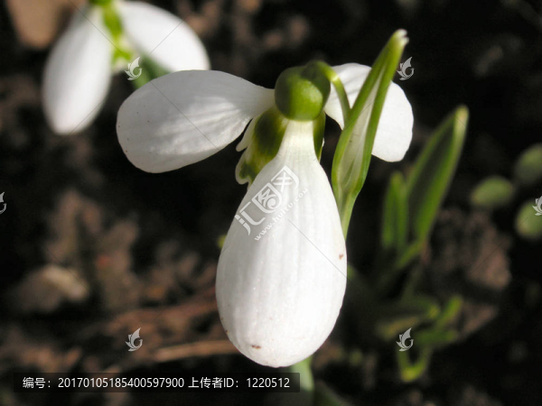 雪花蓮以上