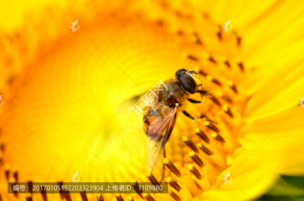 蜜蜂采蜜油葵