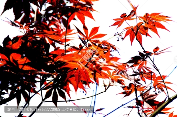 楓樹葉