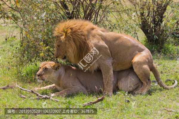 非洲獅