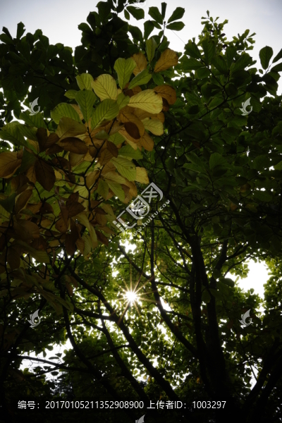 樹枝,星芒