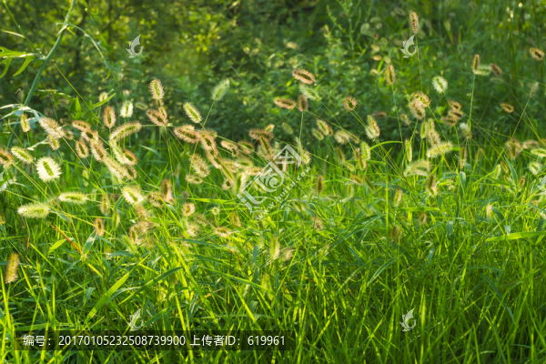 狗尾巴草