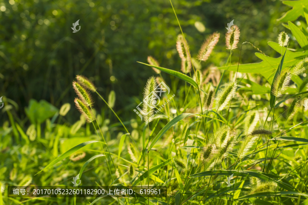 狗尾巴草