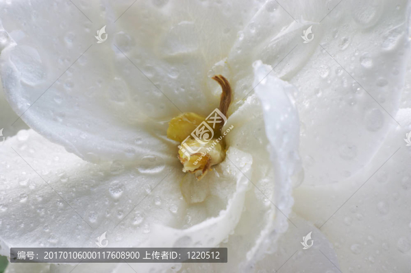 濕的梔子花