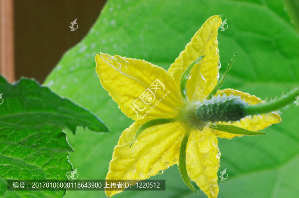 花黃瓜-匯圖網(wǎng) www.fosd68.com 花黃瓜