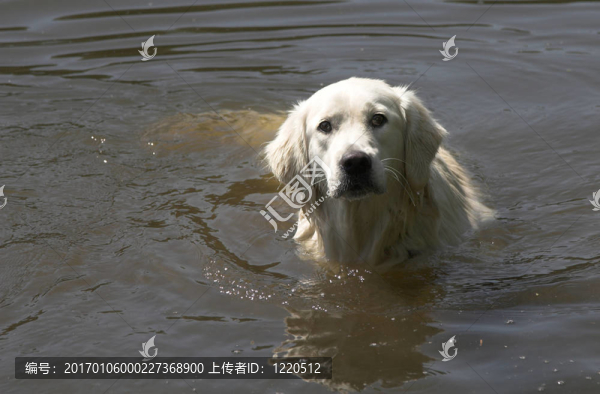 可愛的濕獵犬