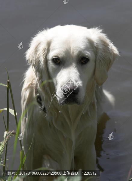 濕的金毛獵犬