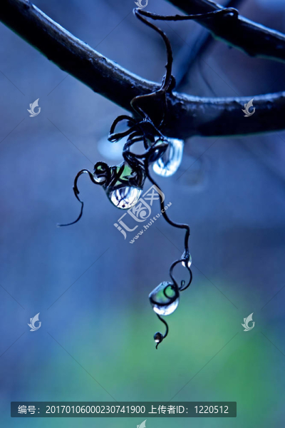 葡萄園中的雨