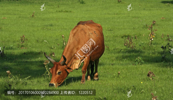 牛吃