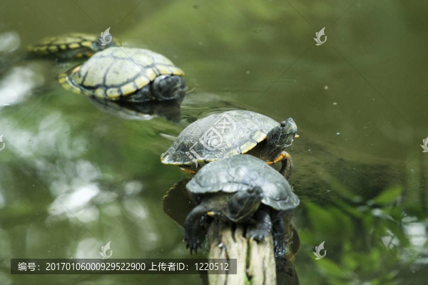 四只烏龜對齊