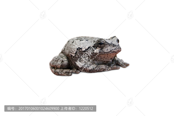 灰樹蛙