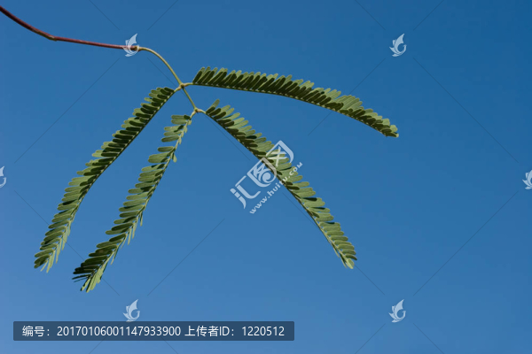 牧豆樹的葉