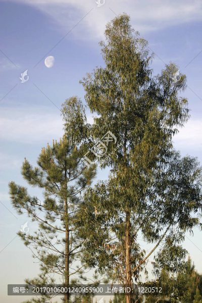 trees1