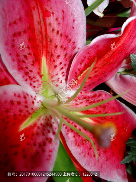 黃花菜