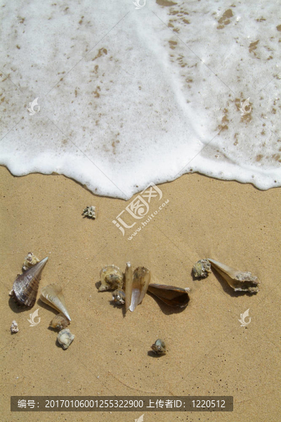 海灘上的貝殼