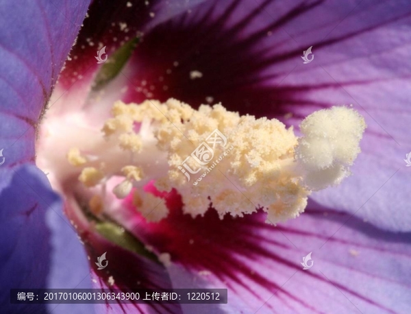 芙蓉特寫