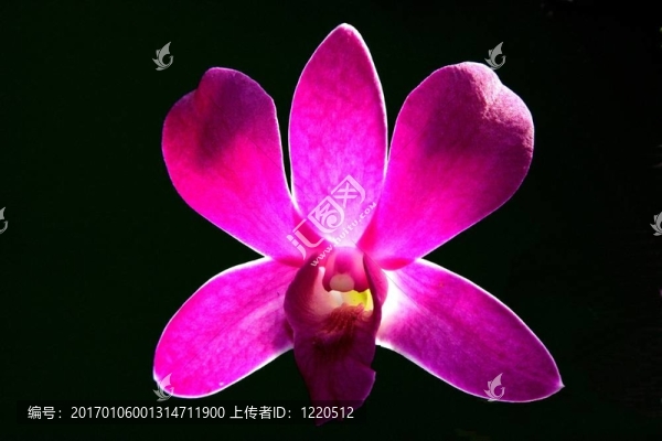紫蘭花特寫