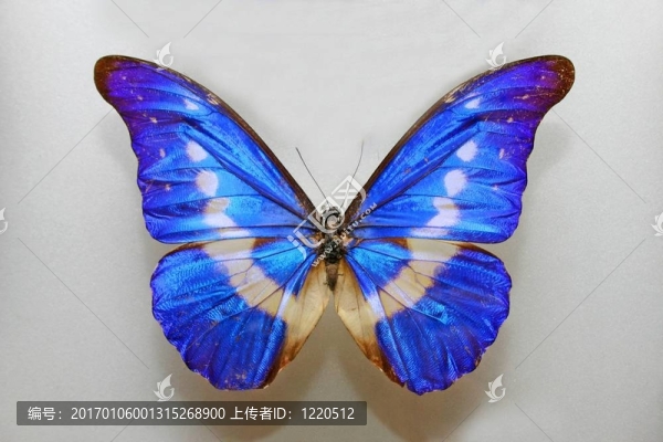 海倫娜閃蝶蝴蝶