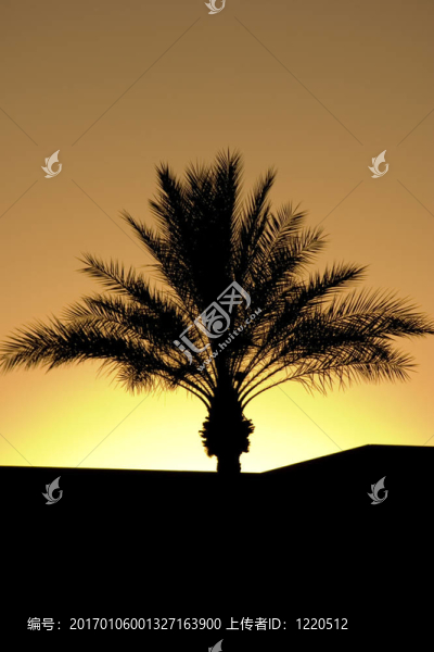 夕陽(yáng)中的棕櫚樹(shù)剪影