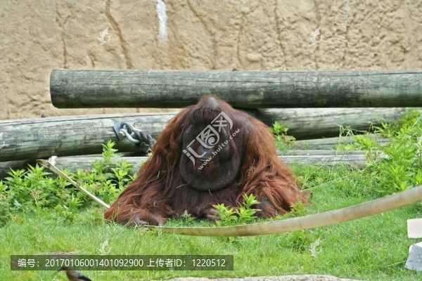 雄性猩猩