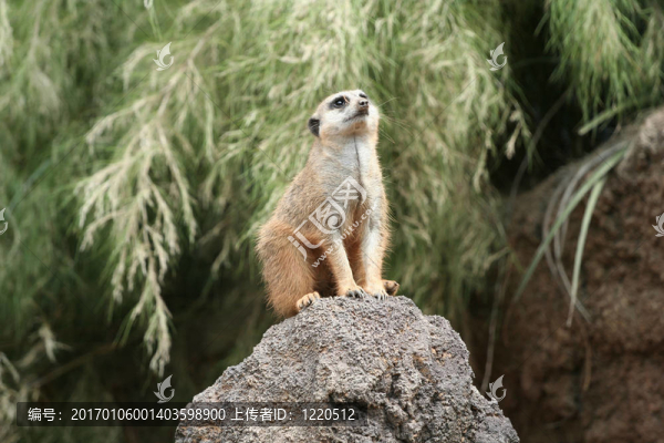 Meerkat,Suricato看了