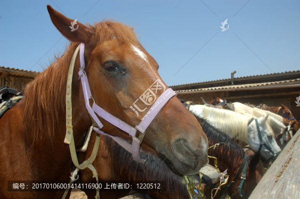 馬吃