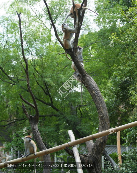 赤猴打2