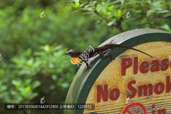 我需要一個(gè)伴侶