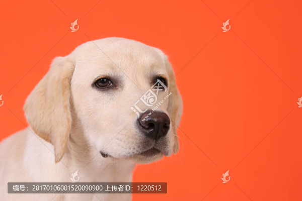 最好的朋友