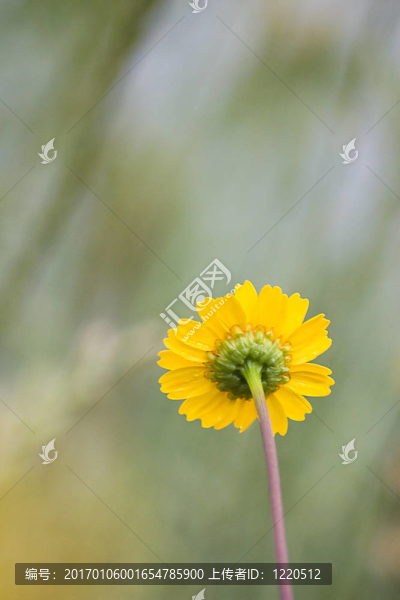 flower1
