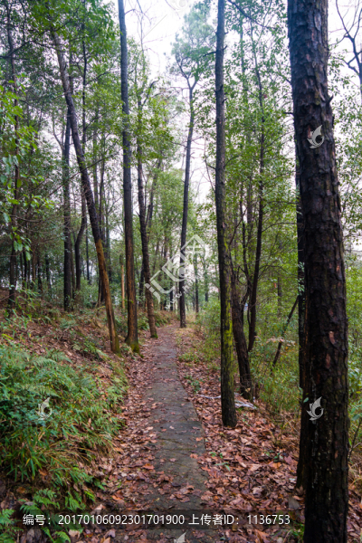 山間小路