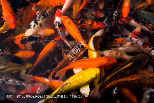 錦鯉